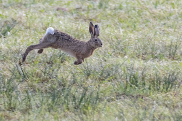 Hares are Abound